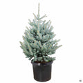 Fat Albert Colorado Blue Spruce 10 gallon