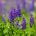Lupine in Purple