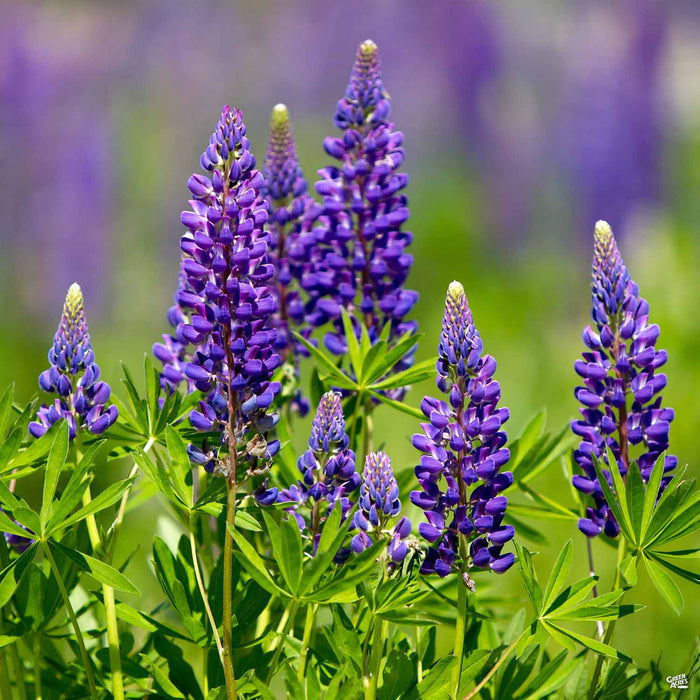 Lupine in Purple