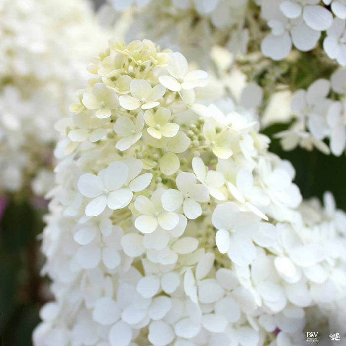 Hydrangea 'Bobo'