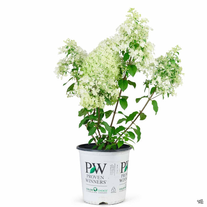 Hydrangea 'Bobo' 02T Proven Winners