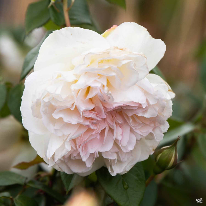 Bolero Rose