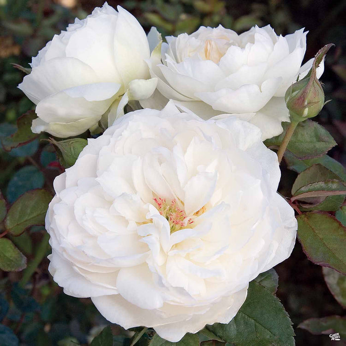 Bolero Rose