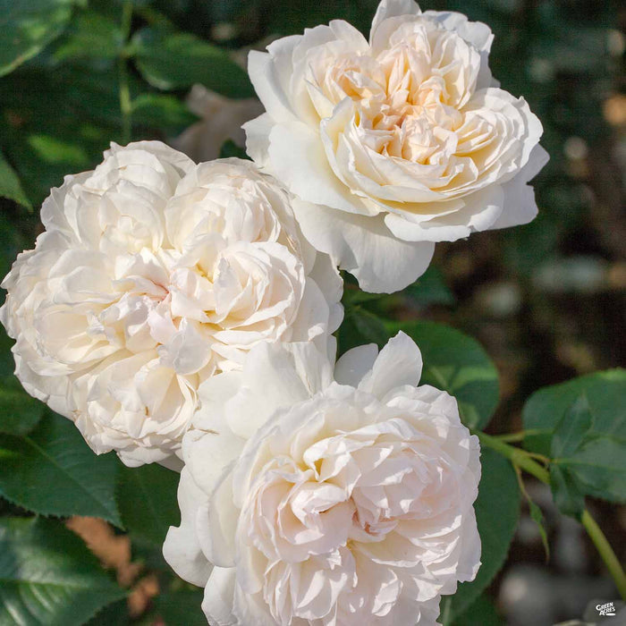 Bolero Rose