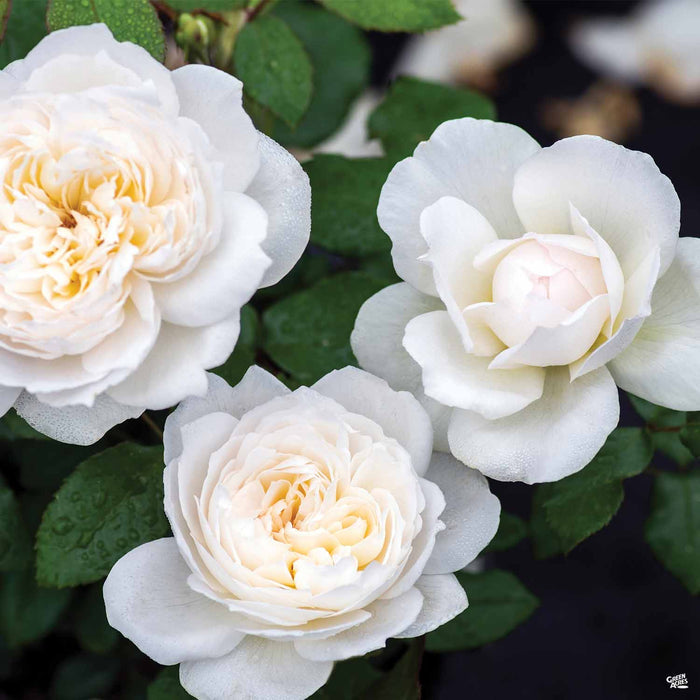 Bolero Rose