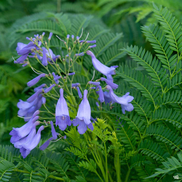Bonsai Blue Jacaranda