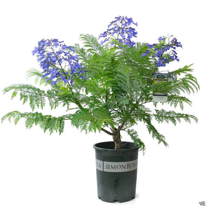 Bonsai Blue Jacaranda 5 gallon