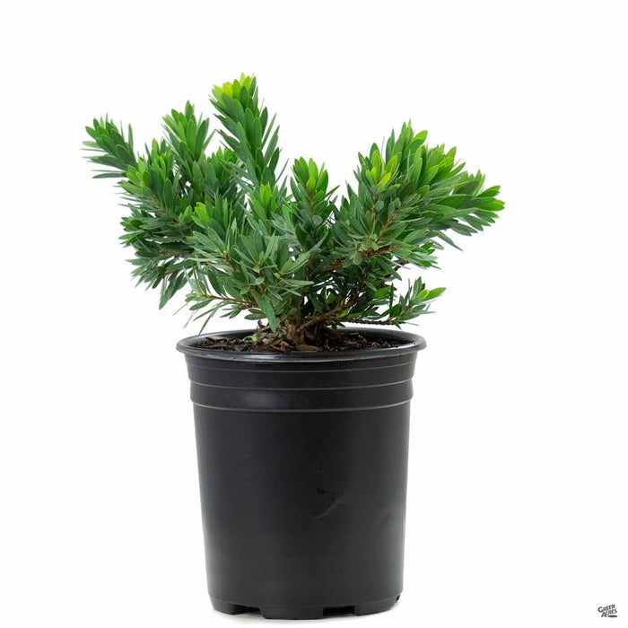 Bottlebrush 'Little John' 1 gallon
