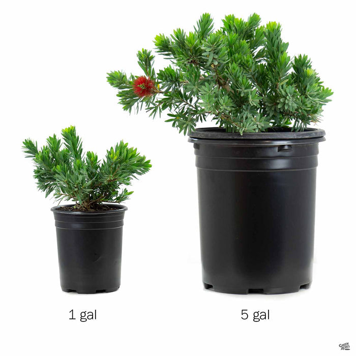 Bottlebrush 'Little John' 1 gallon and 5 gallon