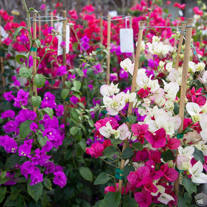 Bougainvillea