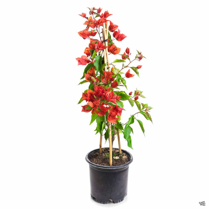 Bougainvillea Flame 1 gallon