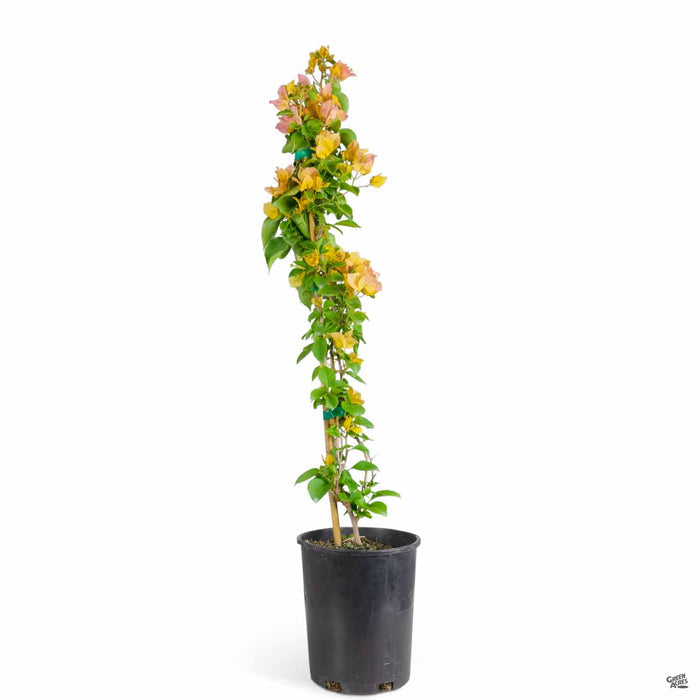 Bougainvillea 'California Gold' 1 gallon staked