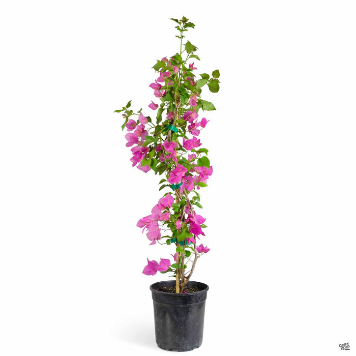 Bougainvillea 'Miami Pink' 1 gallon staked