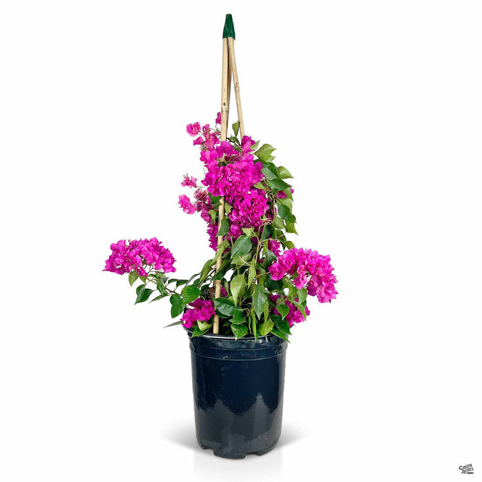Bougainvillea Purple 3 gallon staked