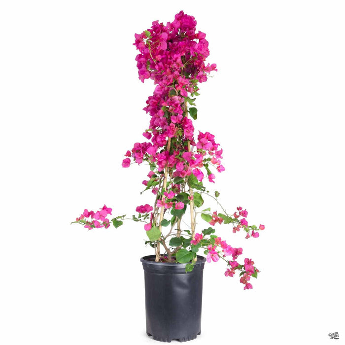 Bougainvillea Barbara Karst 5 gallon staked