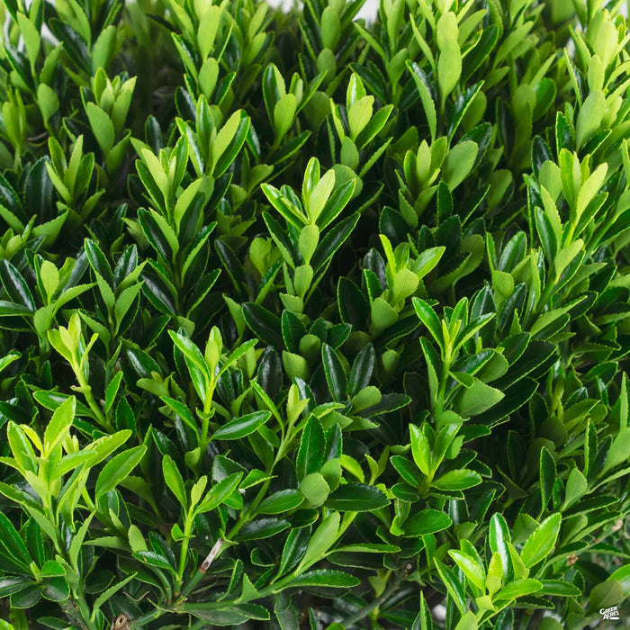 Euonymus 'Microphyllus'