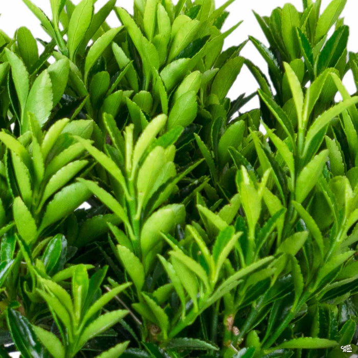Euonymus 'Microphyllus'