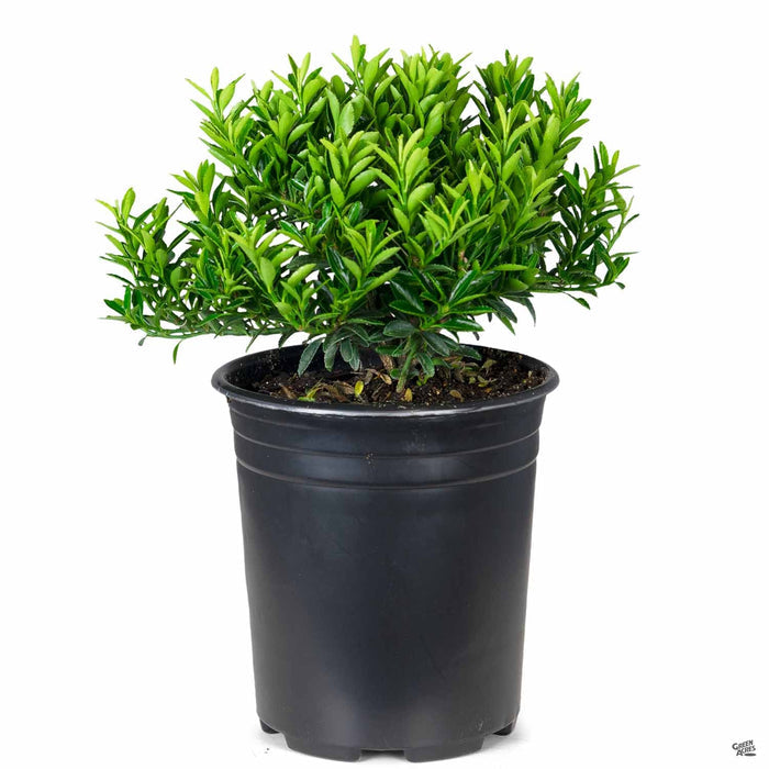 Euonymus 'Microphyllus' 1 gallon