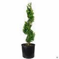 Boxwood 'Green Mountain' Spiral Topiary 3 gallon