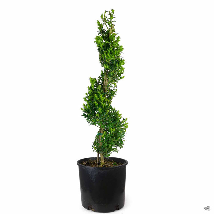 Boxwood 'Green Mountain' Spiral Topiary 3 gallon