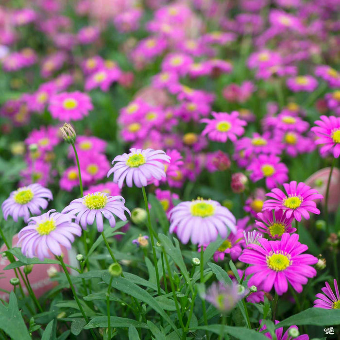 Brachyscome