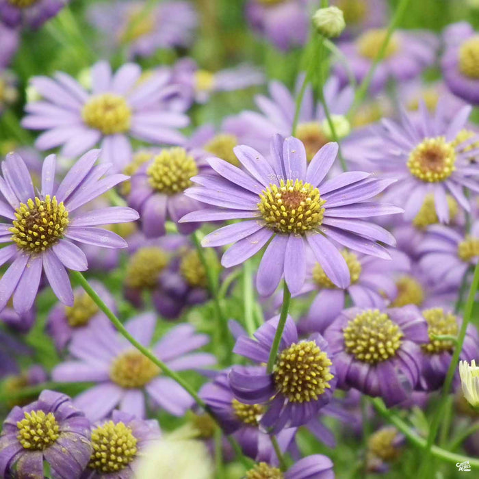 Brachyscome Violet