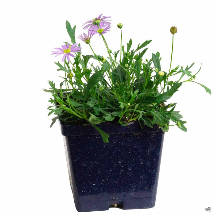 Brachyscome 4 inch