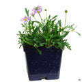 Brachyscome 4 inch