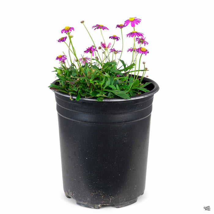 Brachyscome Radiant Magenta 1 gallon
