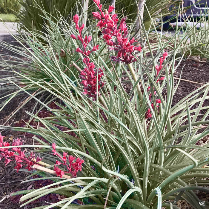 Yucca Brakelights