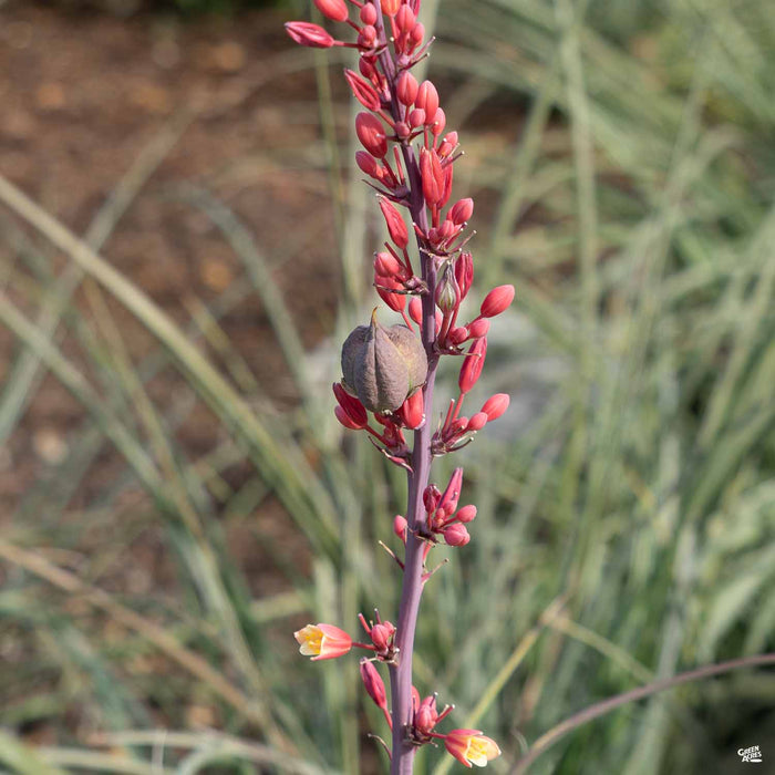 Yucca Brakelights