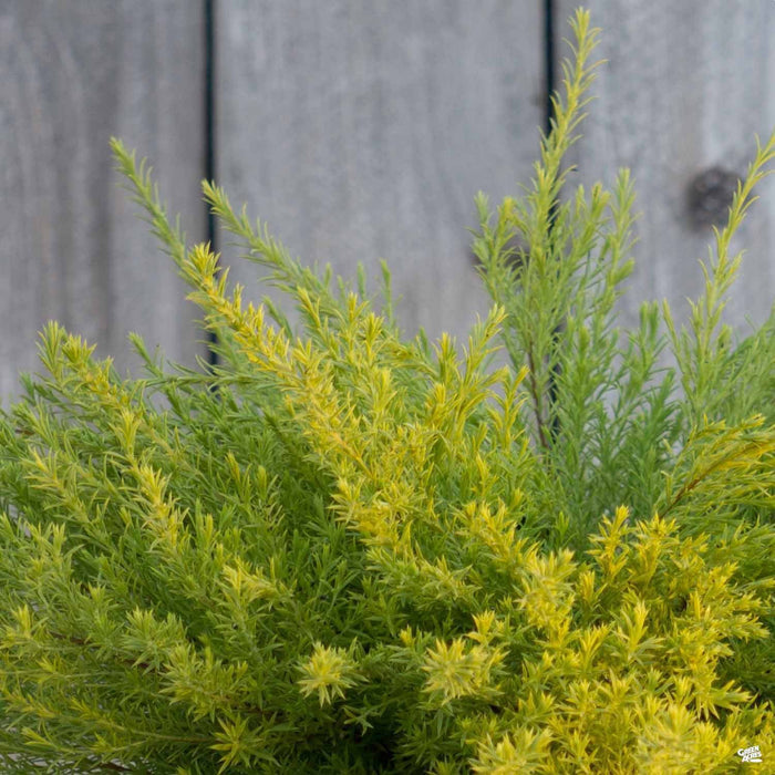 Coleonema 'Sunset Gold'