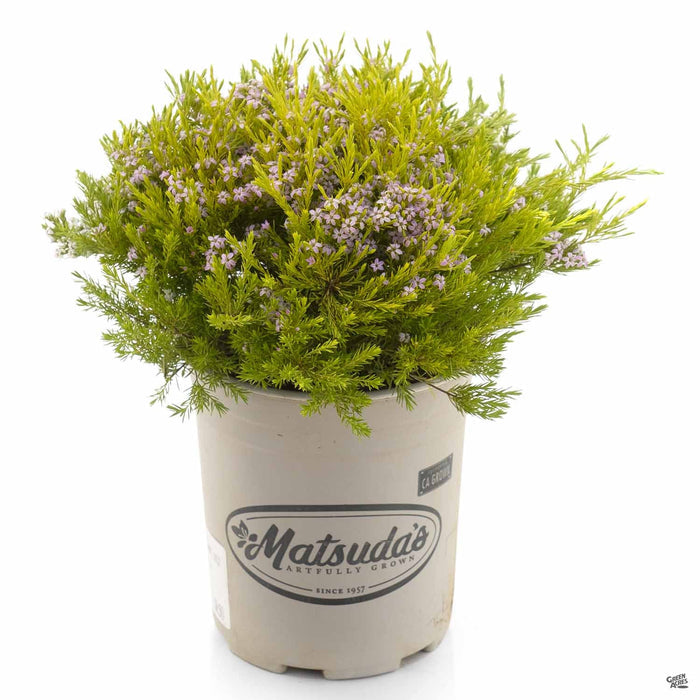 Coleonema 'Sunset Gold' 1 gallon Matsudas
