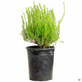 Breath of Heaven 1 gallon