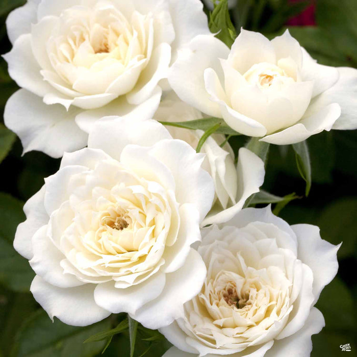 Bridal Sunblaze Miniature Rose