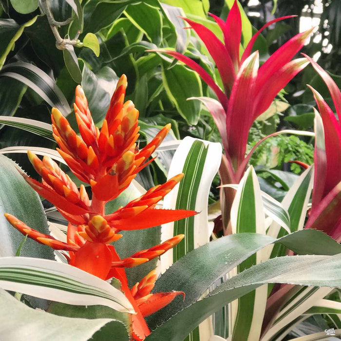 Closeup of Bromeliad