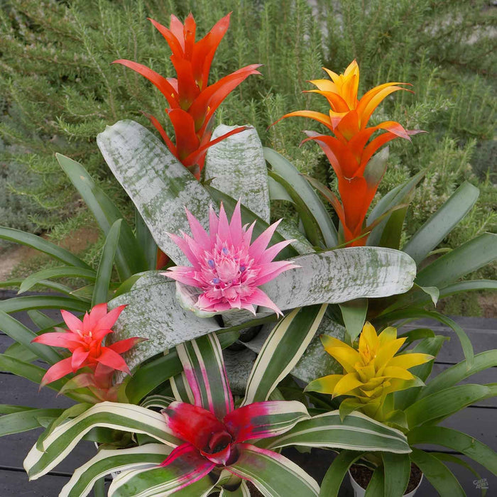 Group of Bromeliad