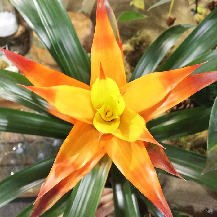 Closeup of Bromeliad