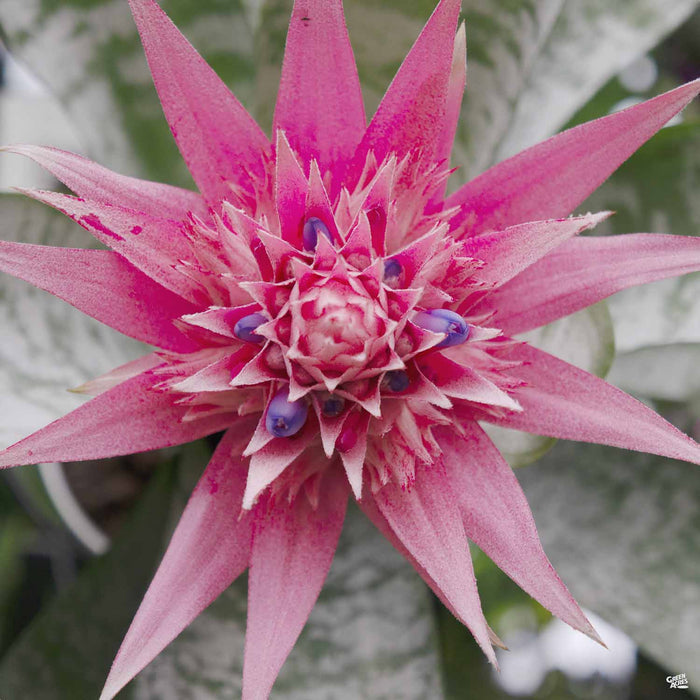 Closeup of Bromeliad