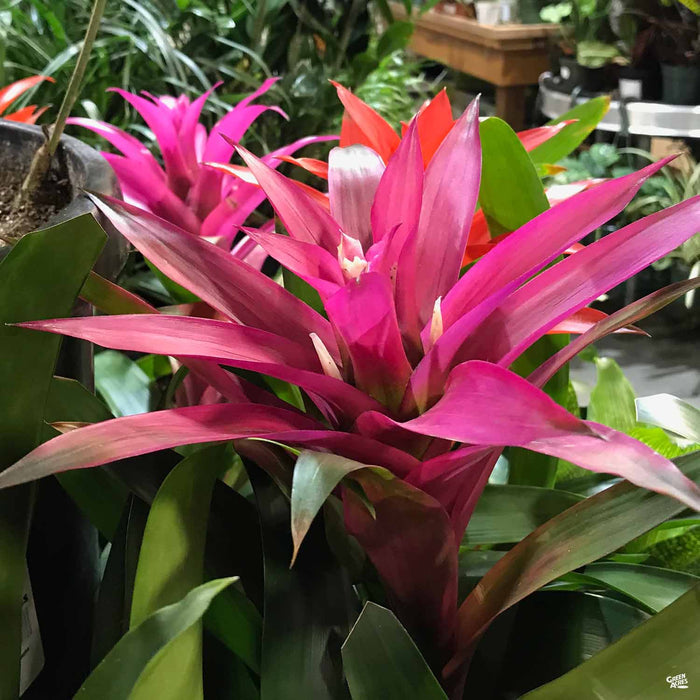 Bromeliad