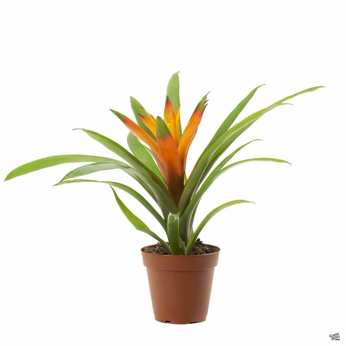 Assorted Bromeliad 4 inch