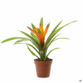 Assorted Bromeliad 4 inch