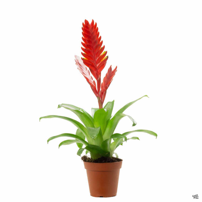 Assorted Bromeliad 4 inch