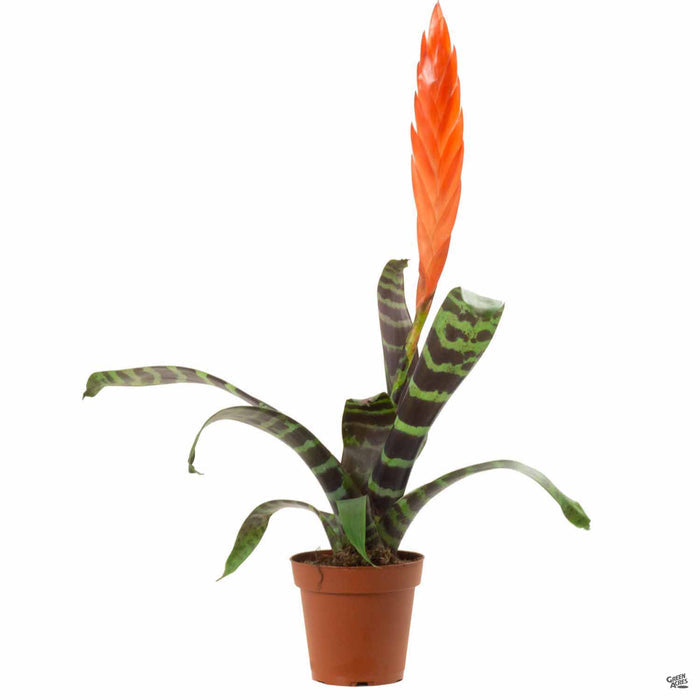Assorted Bromeliad 4 inch