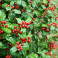 Holly Burfordii