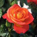 Burst of Joy Rose