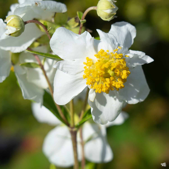 California Bush Anemone 'Elizabeth'