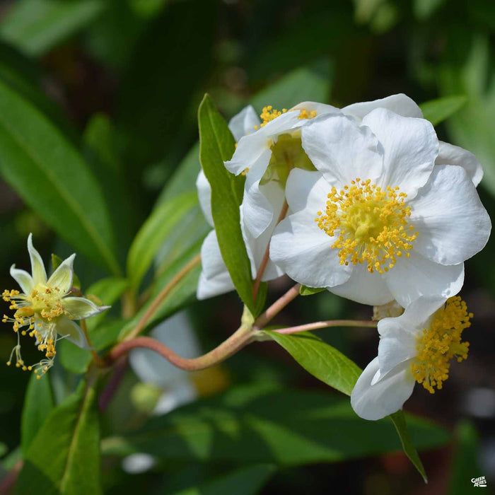 California Bush Anemone 'Elizabeth'