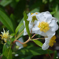 California Bush Anemone 'Elizabeth'
