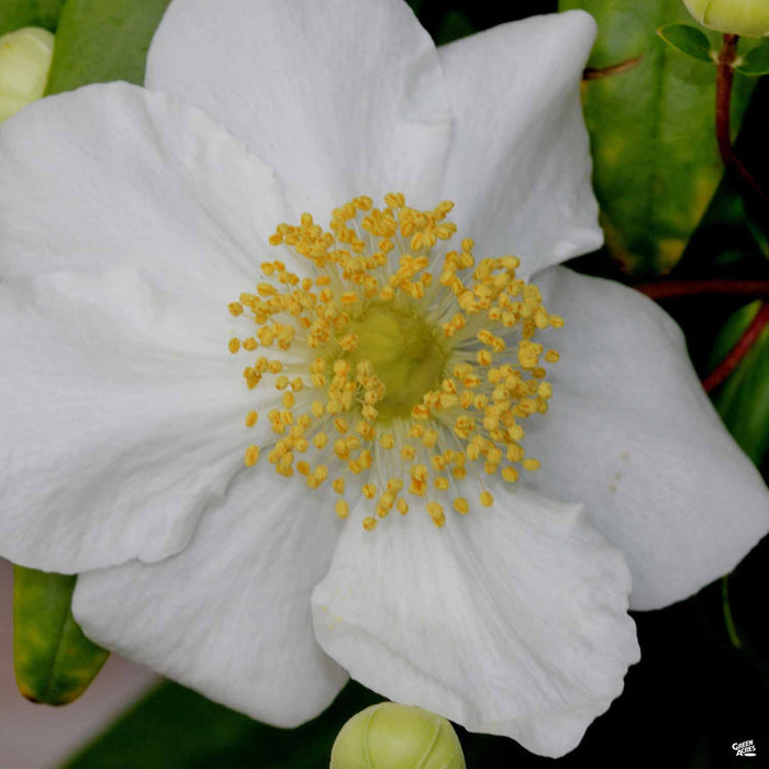 California Bush Anemone 'Elizabeth'